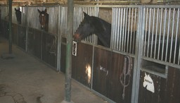 Bild vom Stall